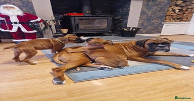 Boxer dogs 2 PUPS LEFT, READY TO GO KC reg bobtail boxer pups - Advert 7