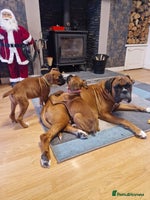 Boxer dogs 2 PUPS LEFT, READY TO GO KC reg bobtail boxer pups - Advert 7