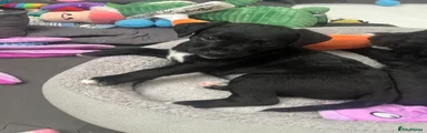 Patterdale Terrier Puppy 7