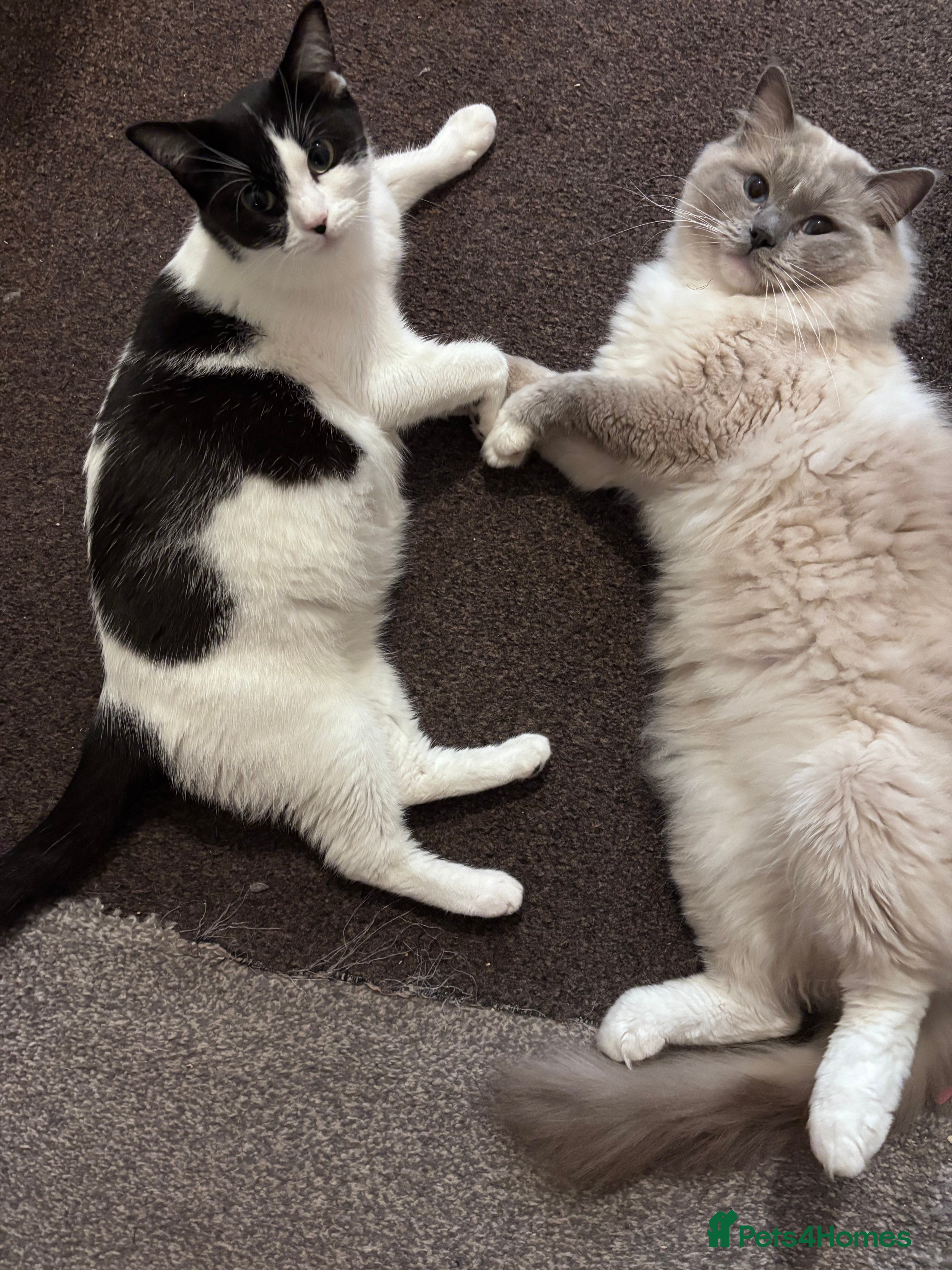 Ragdoll cats Male Ragdoll, intact - no papers - Advert 2