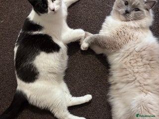 Ragdoll cats Male Ragdoll, intact - no papers - Advert 2