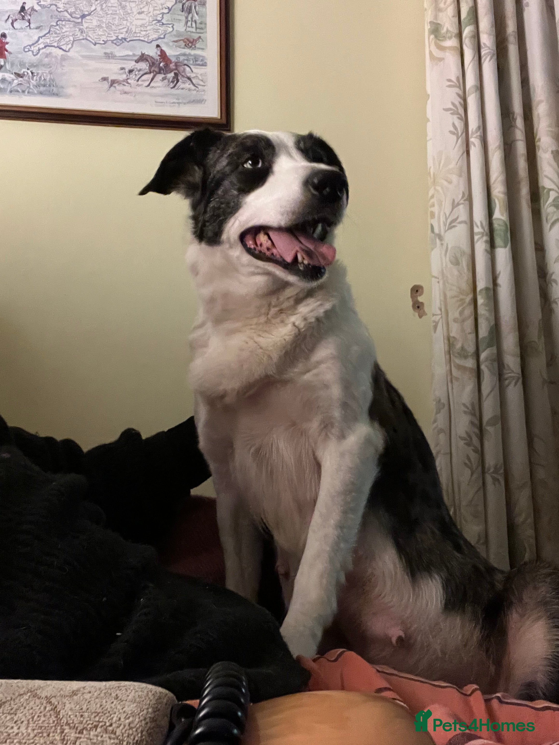 Border Collie dogs Border  collie pups. Mixed colours. - Advert 8
