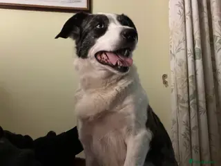 Border Collie dogs Border collie pups. Mixed colours. - Advert 8