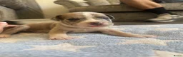 Staffordshire Bull Terrier dogs for sale: Staff puppies for sale  - Advert 20