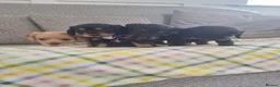 Cocker Spaniel dogs for sale: Cocker spaniel pups  - Advert 10