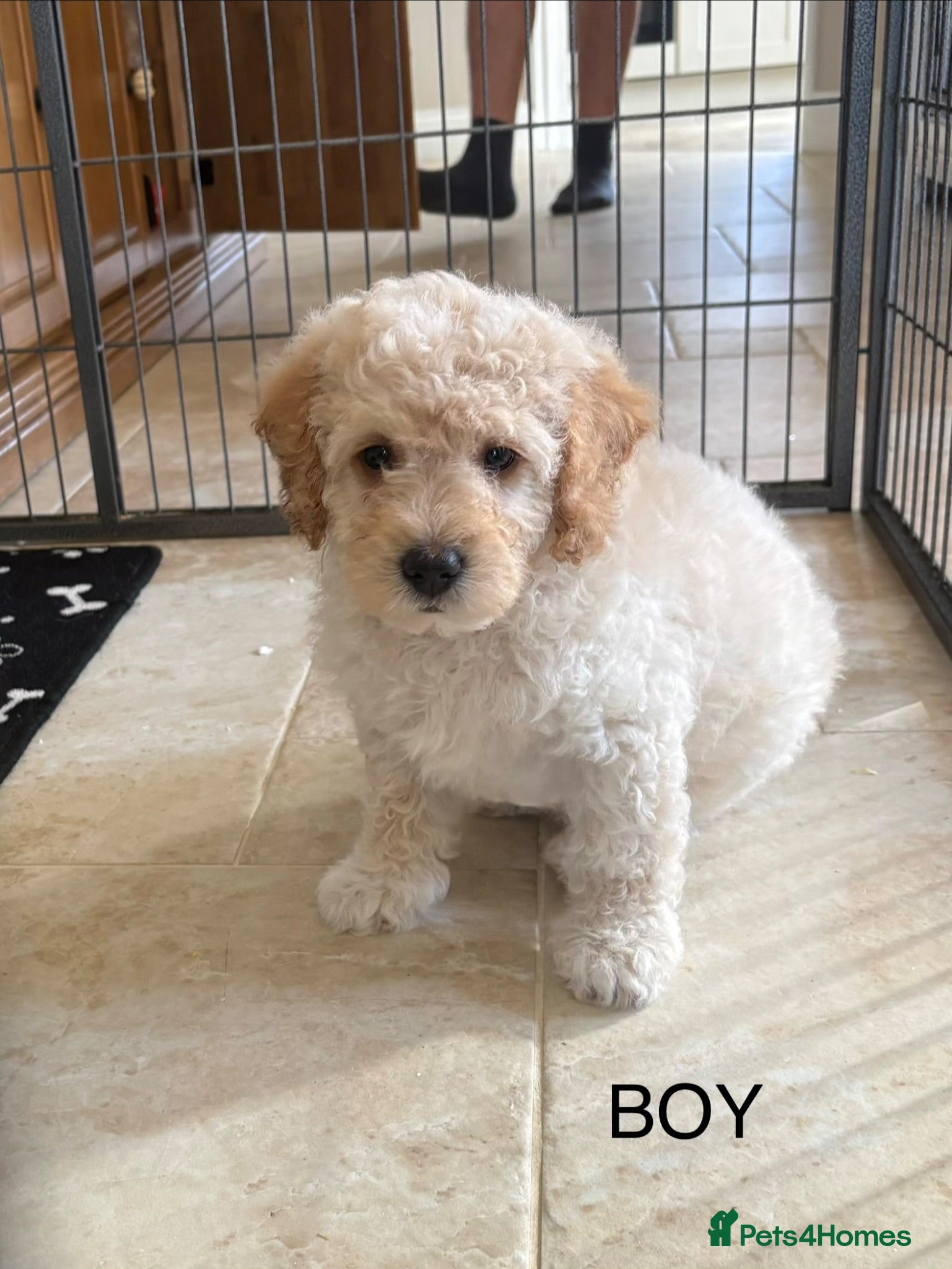 Cockapoo dogs Gorgeous F1B cockapoo puppy’s for sale  - Advert 2