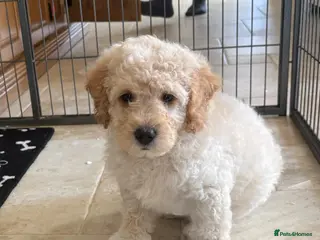 Cockapoo dogs Gorgeous F1B cockapoo puppy’s for sale - Advert 1