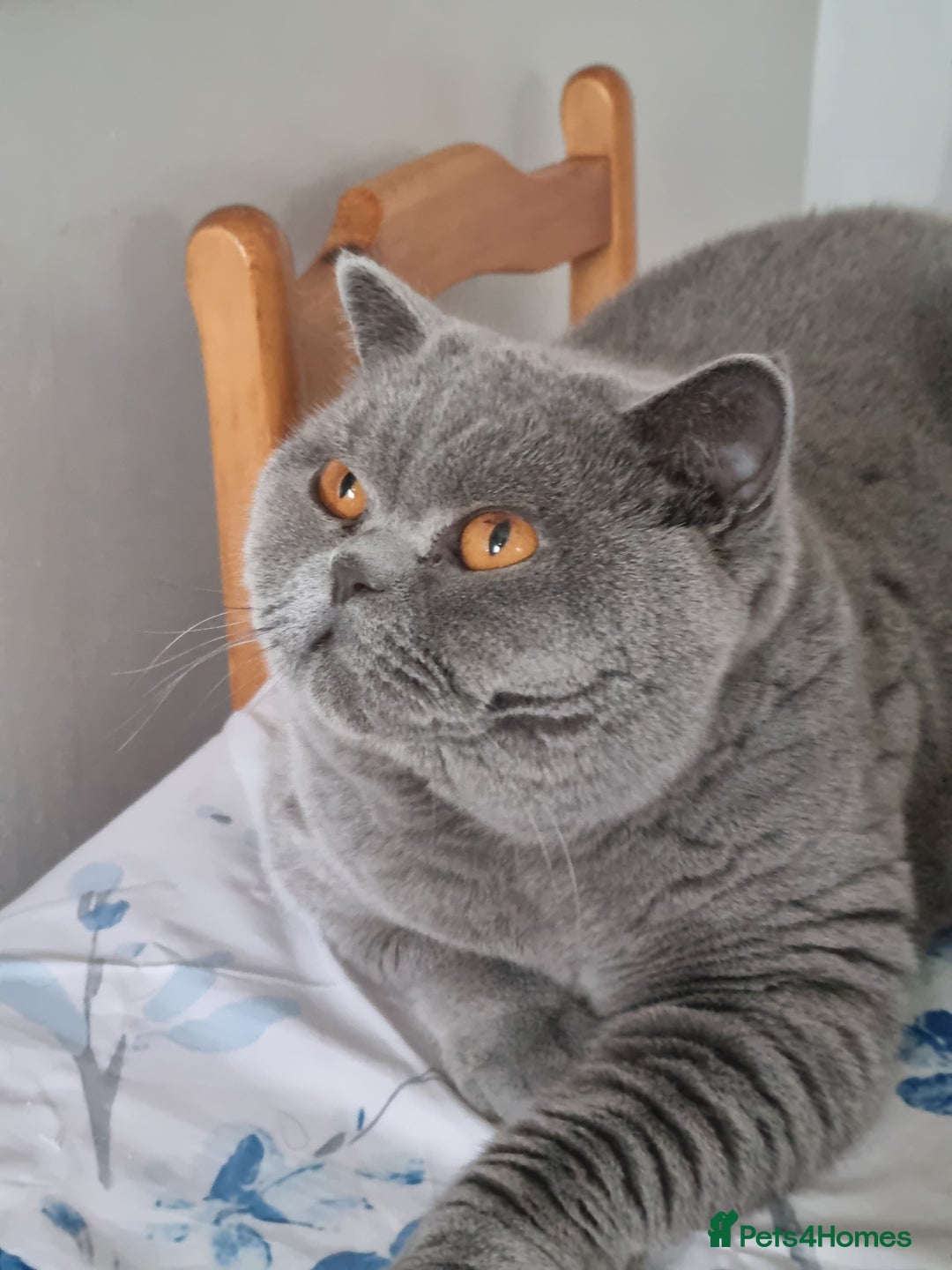 British Shorthair cats for sale: Beautiful blue girl British Shorthair.  - Advert 3