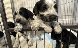 Cocker Spaniel dogs for sale: Cocker Spaniel Puppies  - Image 14