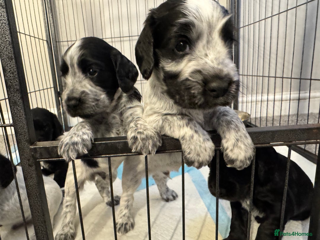 Cocker Spaniel dogs for sale: Cocker Spaniel Puppies  - Image 14