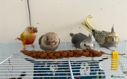 Cockatiels birds for sale: XYLO & MYLO couple cockatiels for sale - Image 2