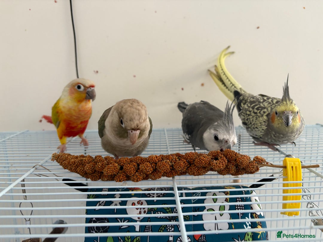 Cockatiels birds for sale: XYLO & MYLO couple cockatiels for sale - Image 2