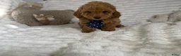 Toy Poodle dogs for sale: Toy poodle  puppies  - Advert 22
