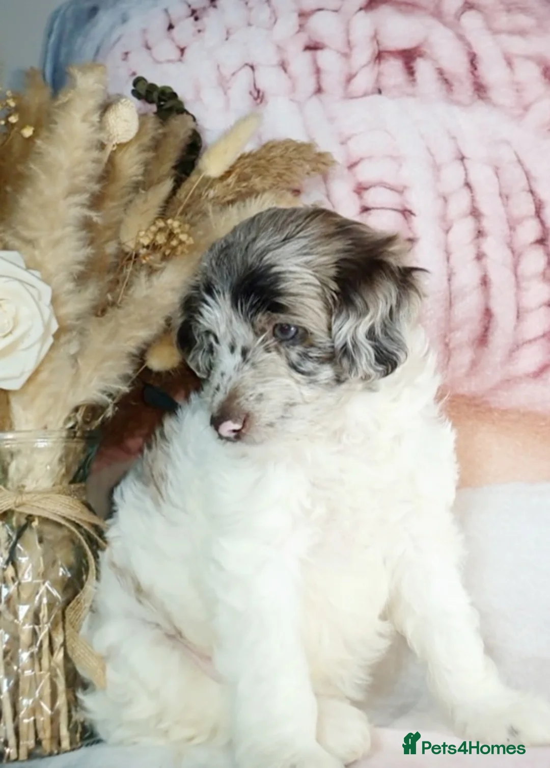 Mixed Breed dogs for sale: STUNNING RARE COLOURS F1B GOLDENDOODLE LITTER - Advert 29