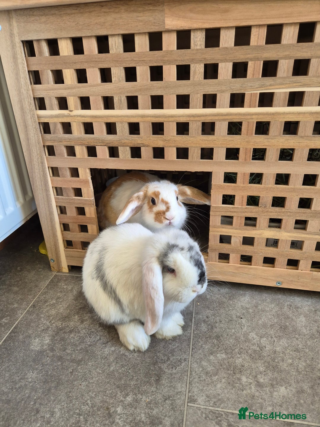 Mixed Breed rabbits for sale: Lionhead/lop rabbits - Advert 10