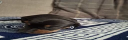 Dachshund dogs for sale: Lovely Litter of 6 Dachshund Puppies  - Advert 10