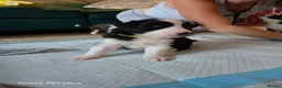 Border Collie dogs for sale: BORDER COLLIE PUPPIES – BEAUTIFUL LITTER OF 9  in Wishaw - Advert 5
