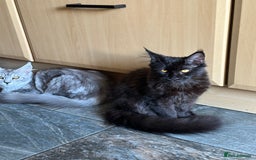 Maine Coon cats for sale:  Tica active registered Beauitful big kittens  in Wednesbury - Image 14