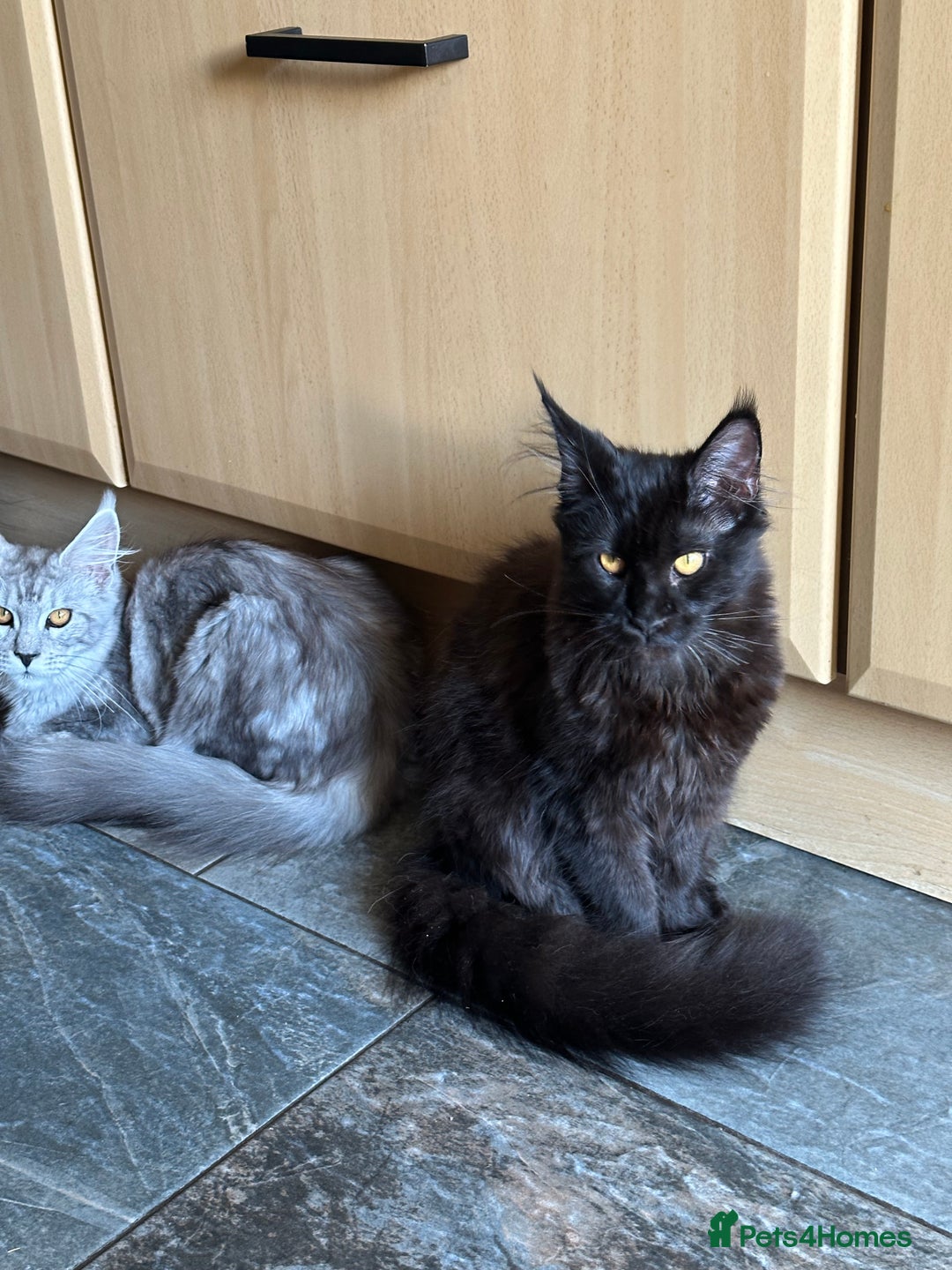 Maine Coon cats for sale:  Tica active registered Beauitful big kittens  in Wednesbury - Image 14