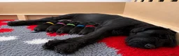 Giant Schnauzer dogs for sale: PrimaVista Giant Schnauzers in Wisbech - Advert 12