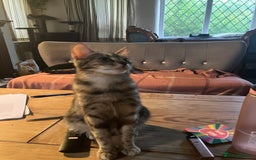 British Shorthair cats for sale: 2 kittens looking for forever home  - Image 14