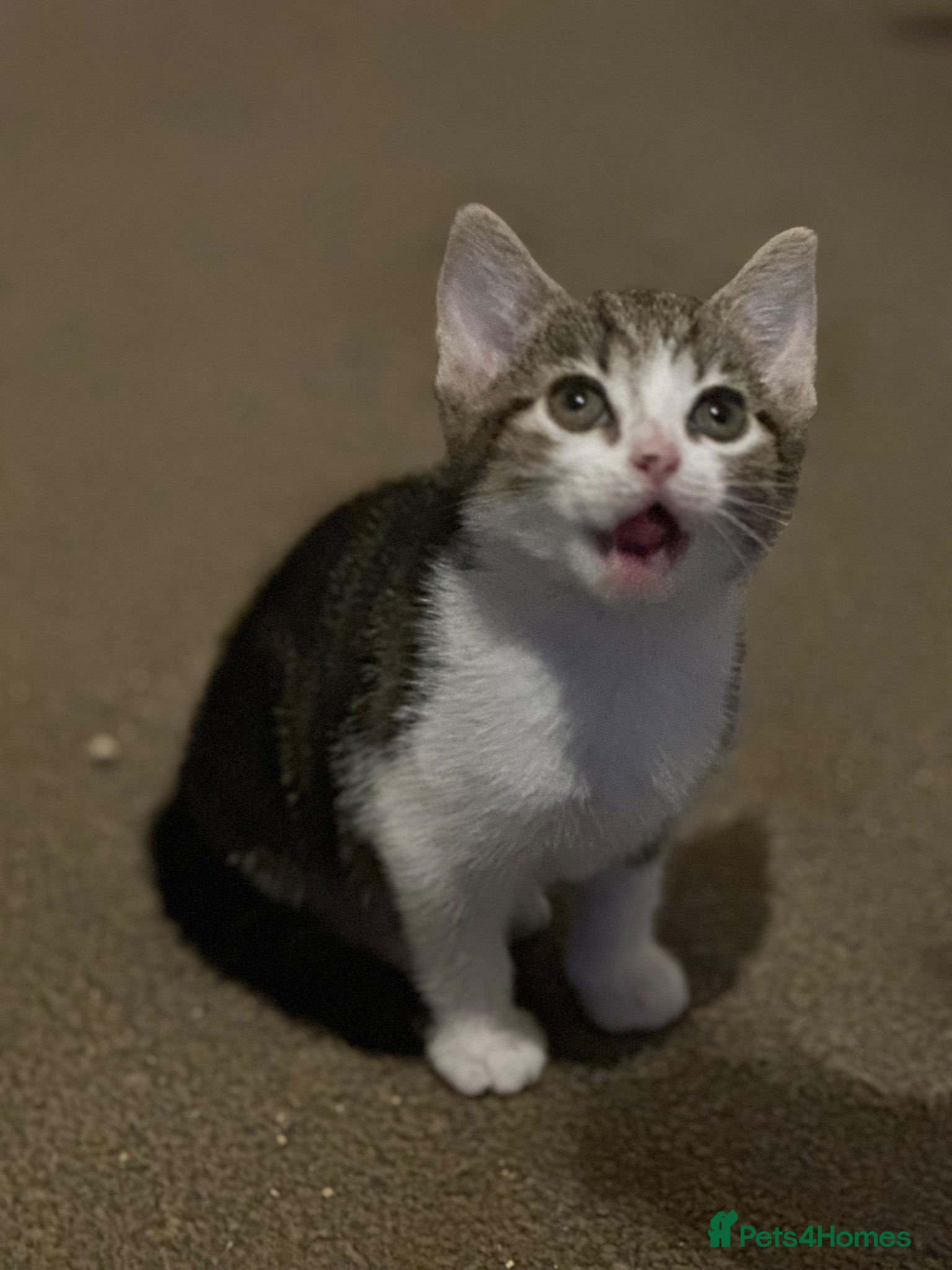 Mixed Breed cats for sale: Mixed breed kittens  - Advert 3