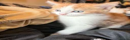 Mixed Breed cats for sale: Ragdoll-X-BSH - Advert 20