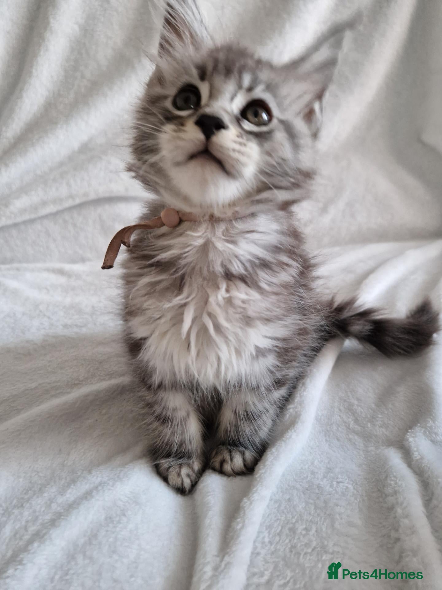 Maine Coon cats Gorgeous mainecoon kittens available  - Advert 9