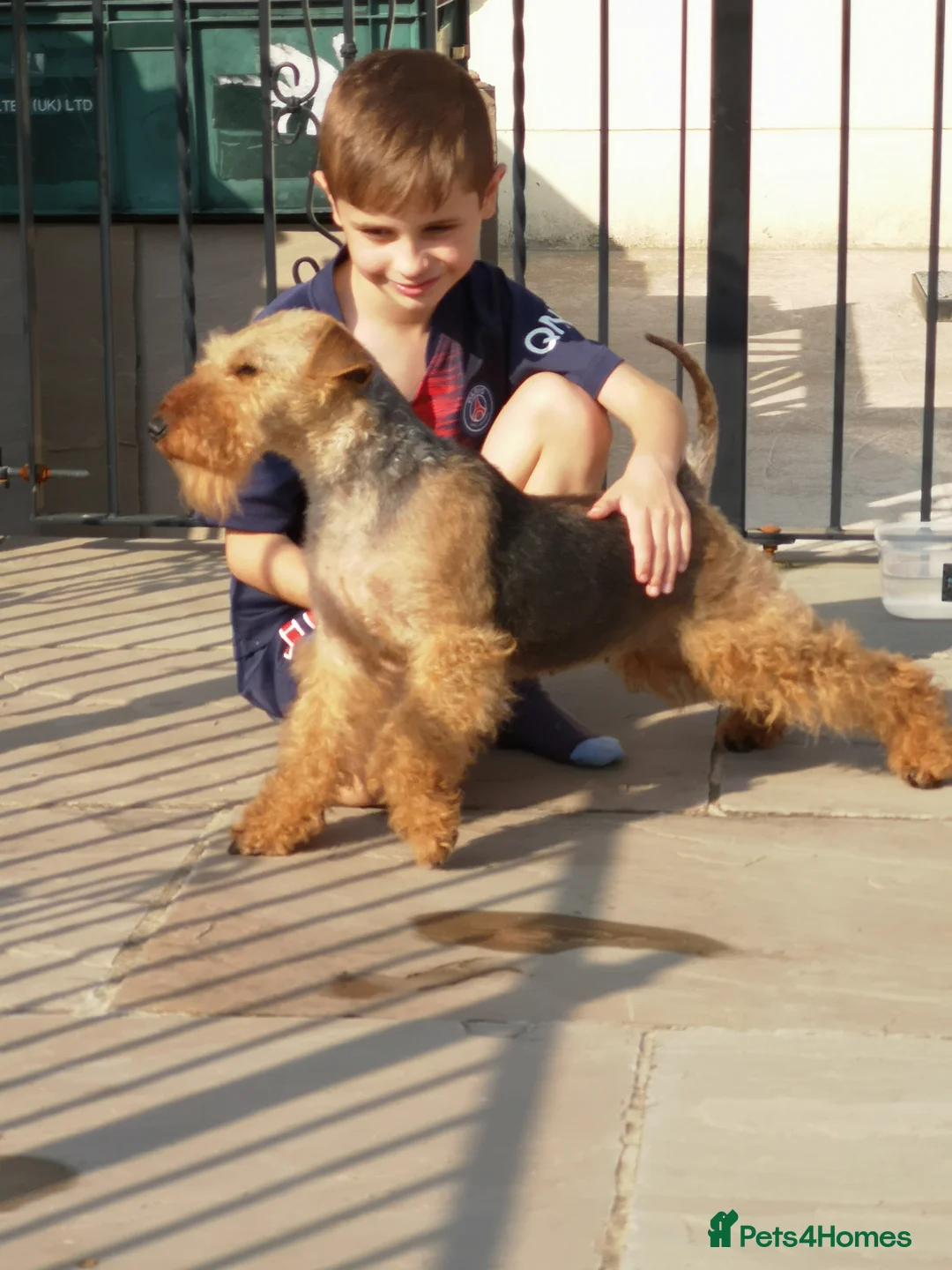 Welsh Terrier dogs for sale: Beautiful Welsh terrior puppies for sale  in Tonypandy - Advert 11