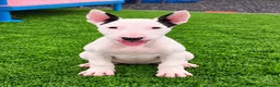 Bull Terrier dogs for sale: Beautiful English bull terrier female puppy  - Advert 4