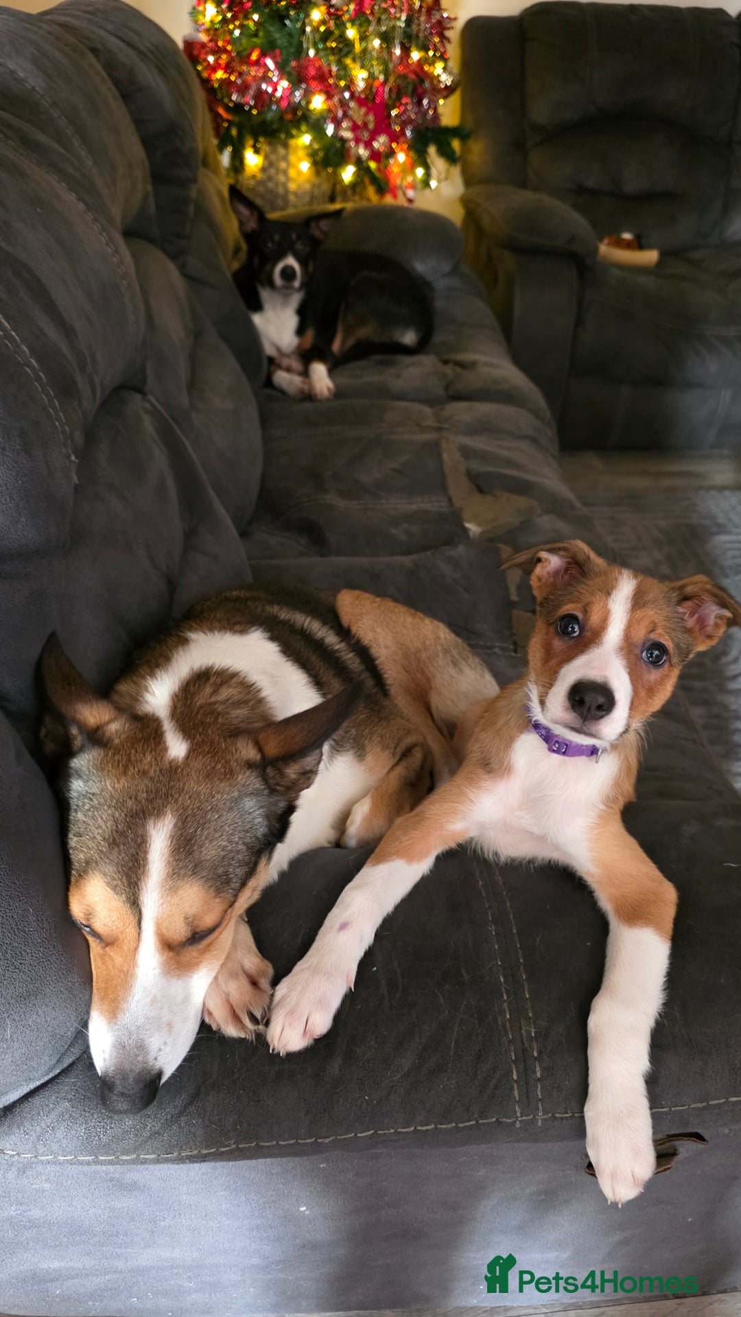 Mixed Breed dogs for sale: Beautiful collie x kelpie girl  - Advert 3