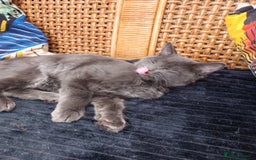 Maine Coon cats for sale: Maine coon purebred Xl - Image 18