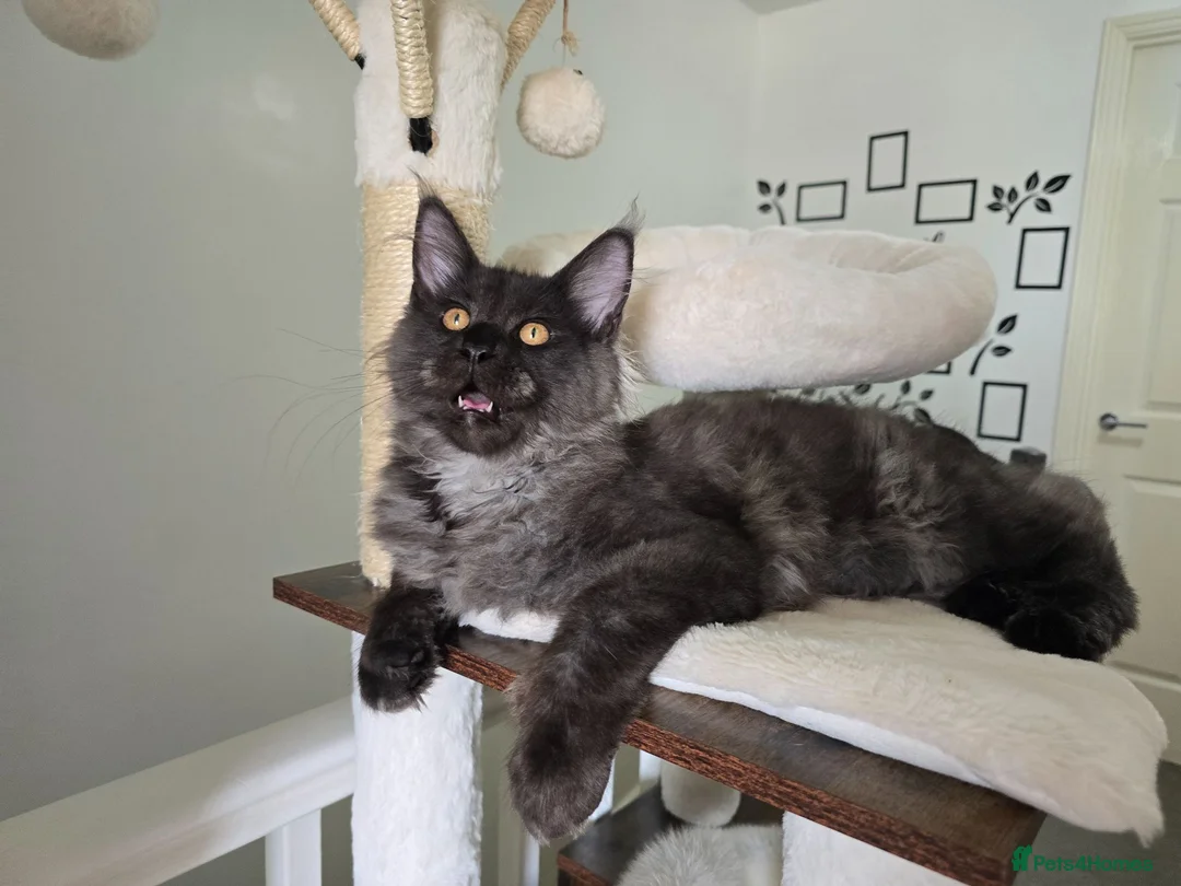 Maine Coon cats for sale: XL Maine coons available!  - Advert 2