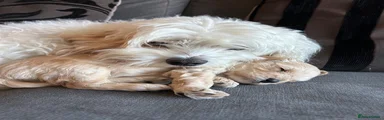 Cavapoo 1