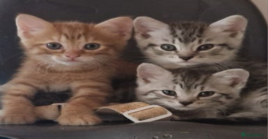 Mixed Breed cats - Advert 16