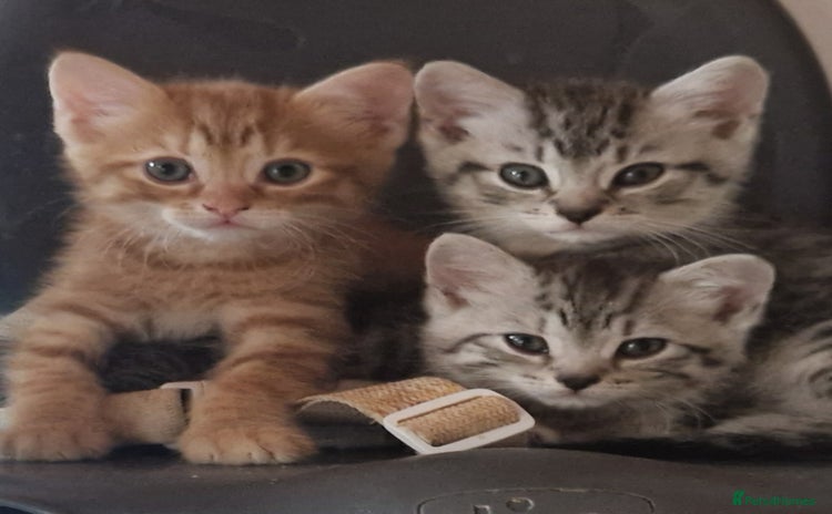 Mixed Breed cats - Advert 1