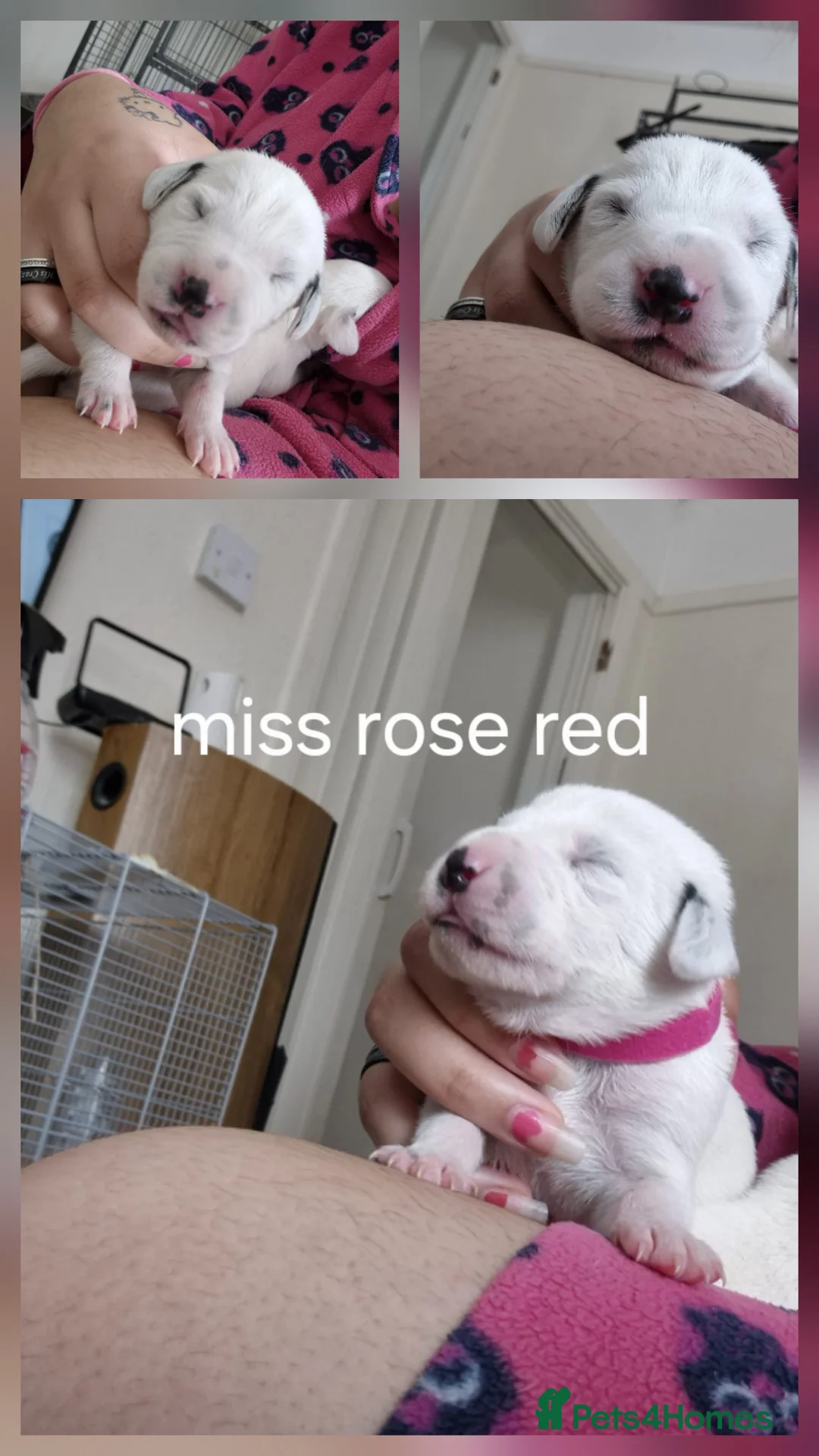 Dalmatian dogs for sale: 7 stunning Dalmatian pups in Reading - Advert 2