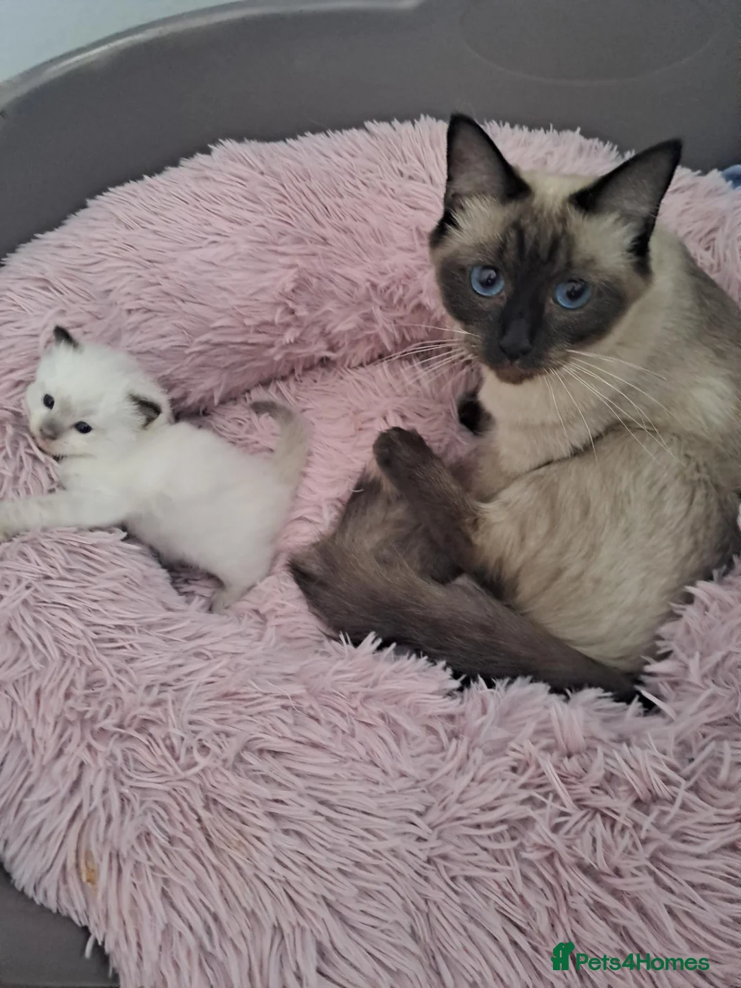 Ragdoll cats for sale: Ragdoll kitten in Swansea - Advert 7