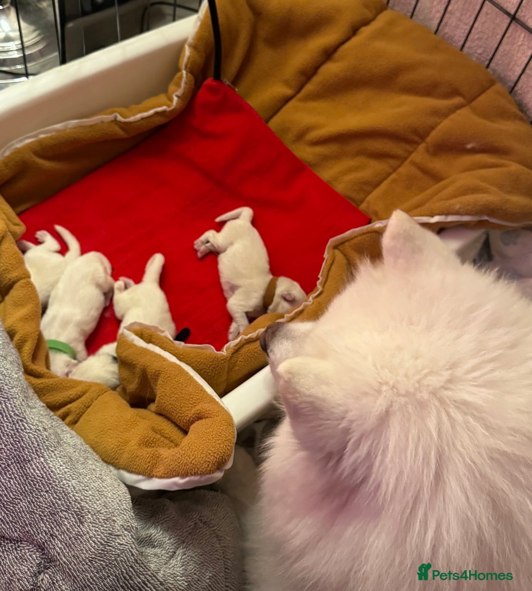 Samoyed dogs for sale: Beautiful Samoyed Pups Ready for a Loving Home  - Advert 3