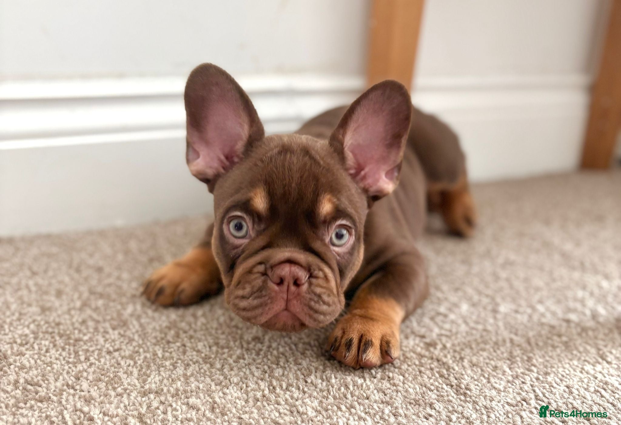French Bulldog dogs MASSIVELY REDUCED!!READY TO LEAVE-french bulldogs - Advert 2