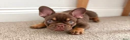 French Bulldog dogs for sale:  MASSIVELY REDUCED AGAIN!!READY TO LEAVE-frenchies - Advert 2