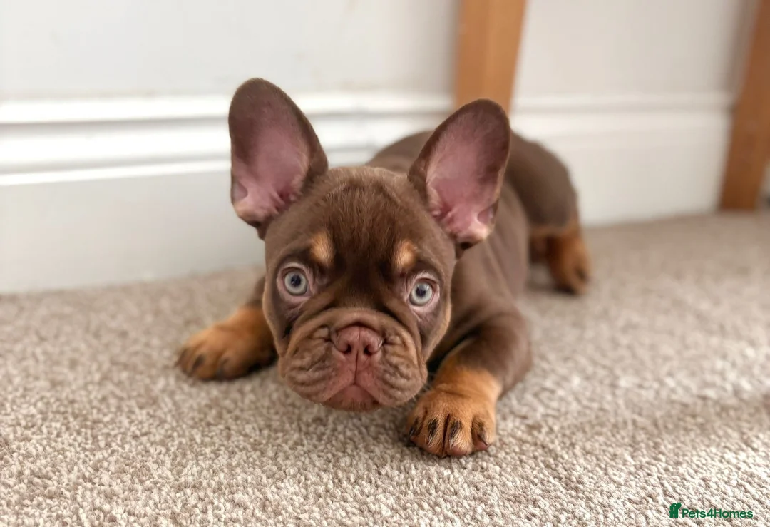 French Bulldog dogs for sale:  MASSIVELY REDUCED AGAIN!!READY TO LEAVE-frenchies - Advert 2