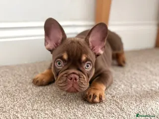 French Bulldog dogs MASSIVELY REDUCED AGAIN!!READY TO LEAVE-frenchies - Advert 2