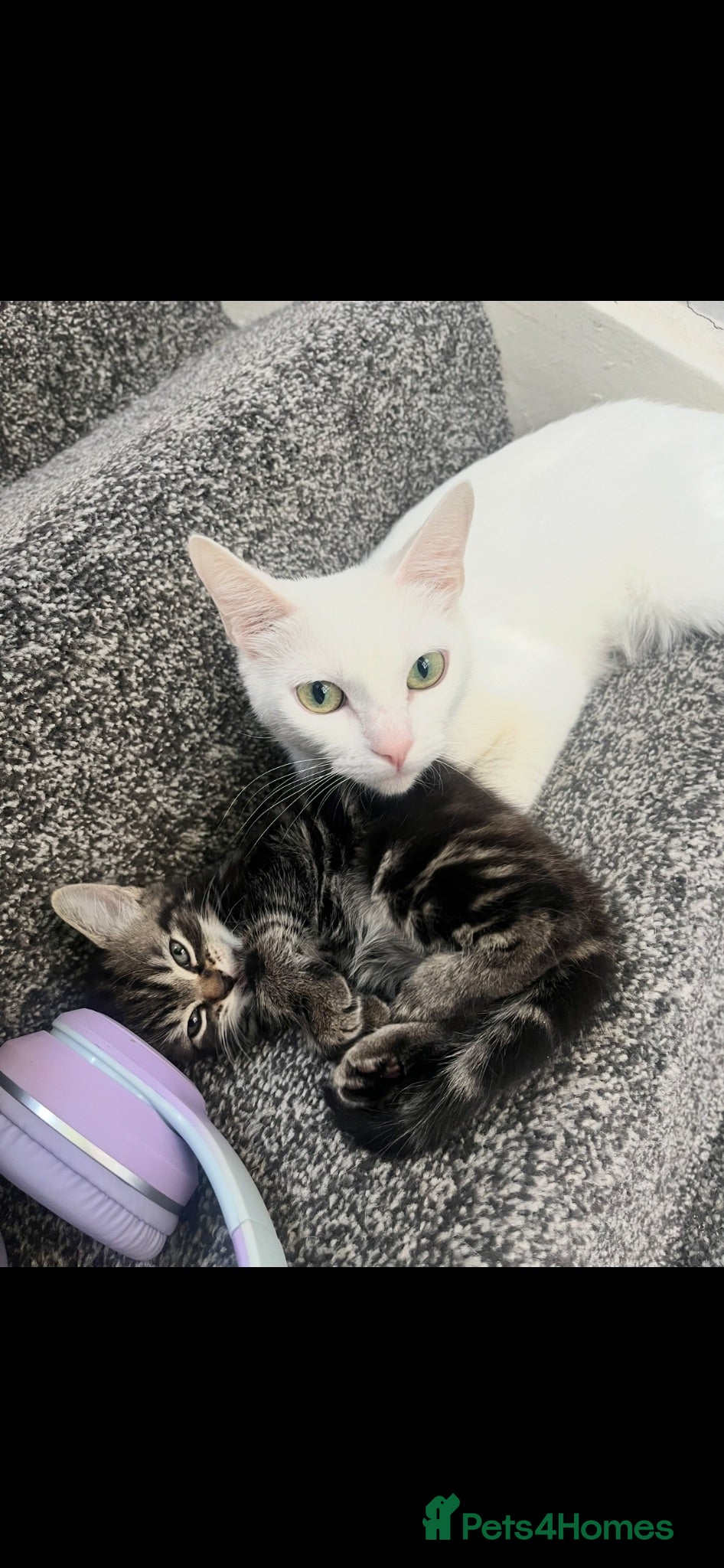 British Shorthair cats Kittens looking there forever homes - Advert 1