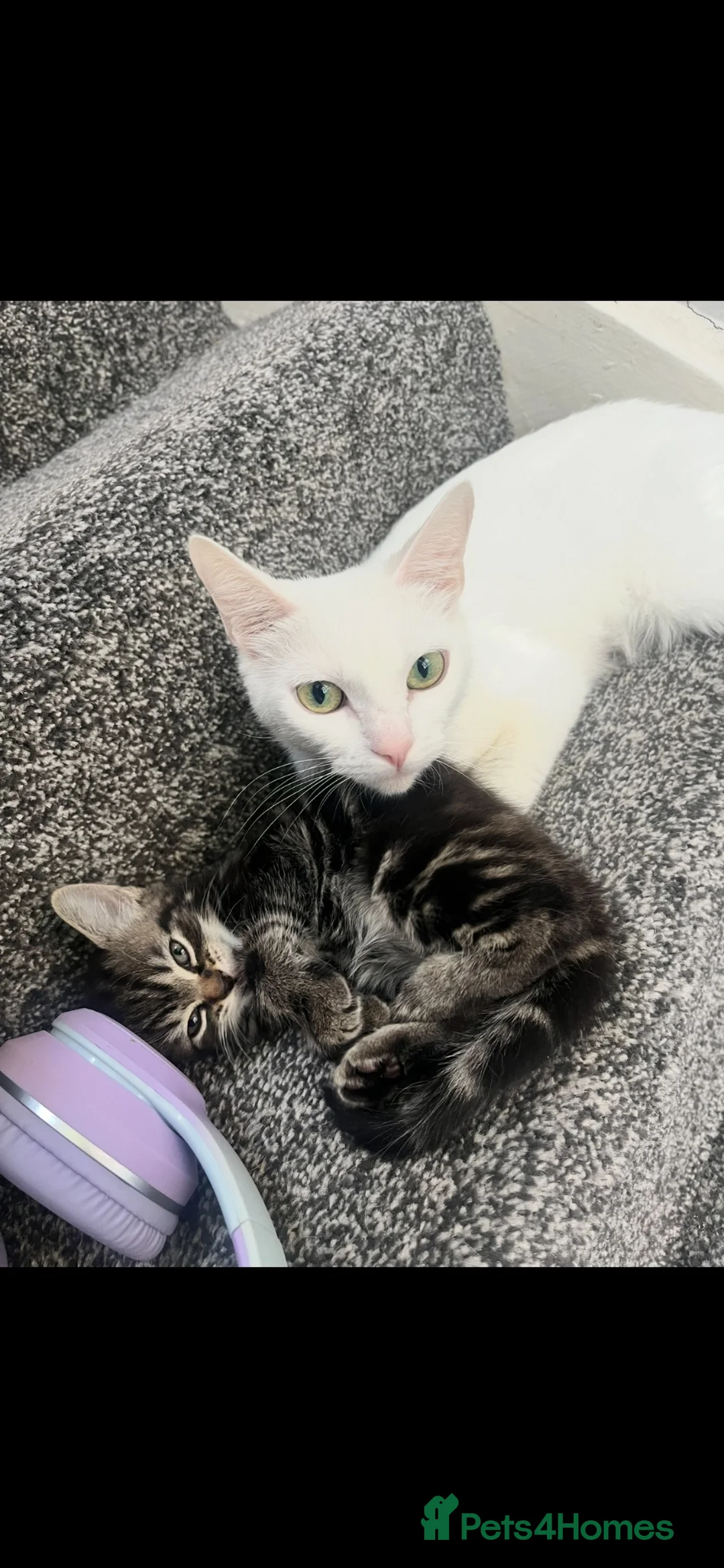 British Shorthair cats for sale: Kittens looking there forever homes - Advert 1
