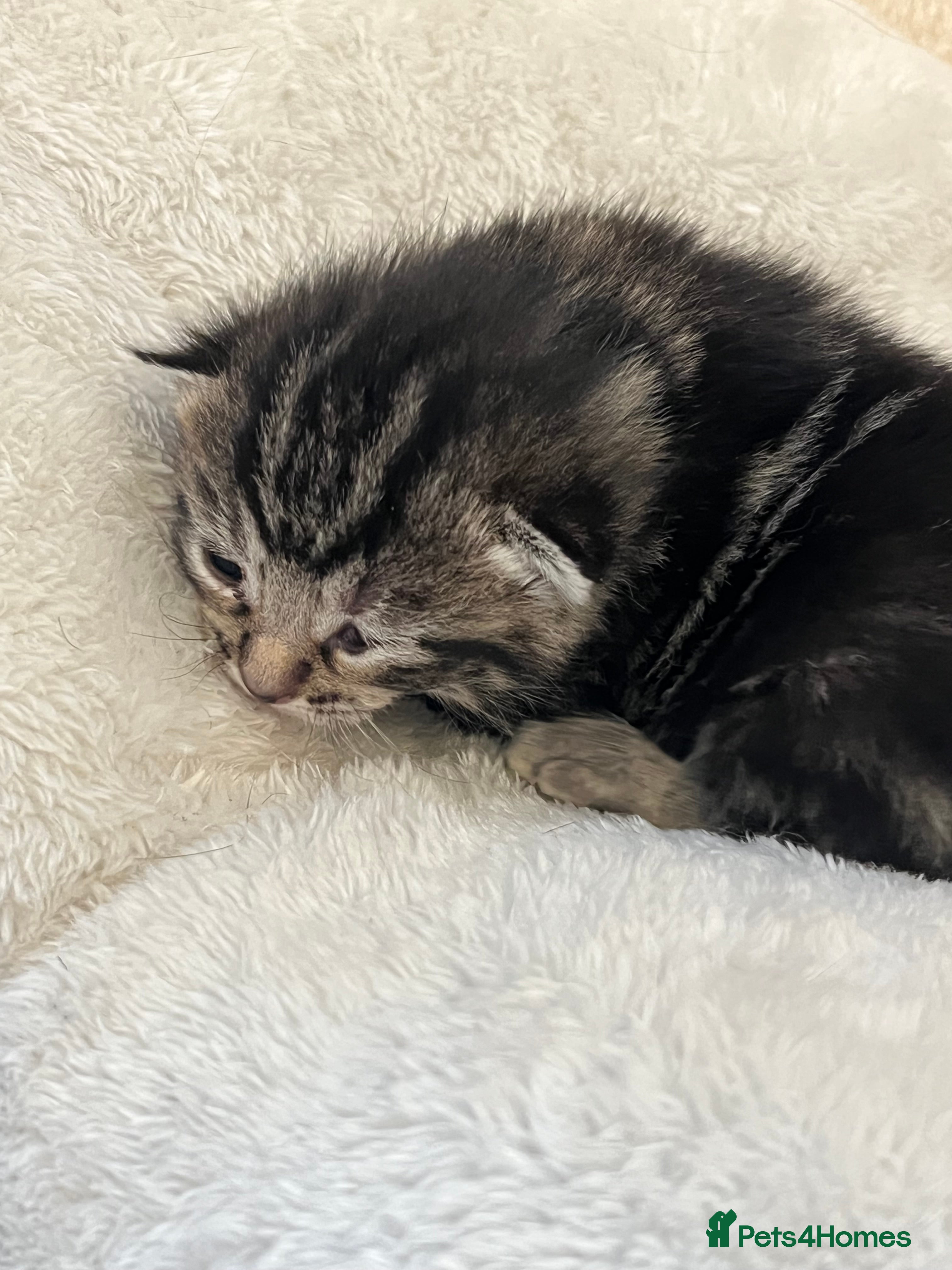 Domestic Shorthair cats Tabby tortoise shell domestic shorthair kittens - Advert 3