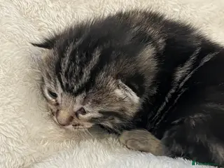 Domestic Shorthair cats Tabby tortoise shell domestic shorthair kittens - Advert 3