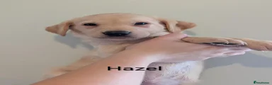 Labrador Retriever 4