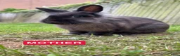 Mixed Breed rabbits for sale: miniature lionhead x netherland dwarf  - Advert 8