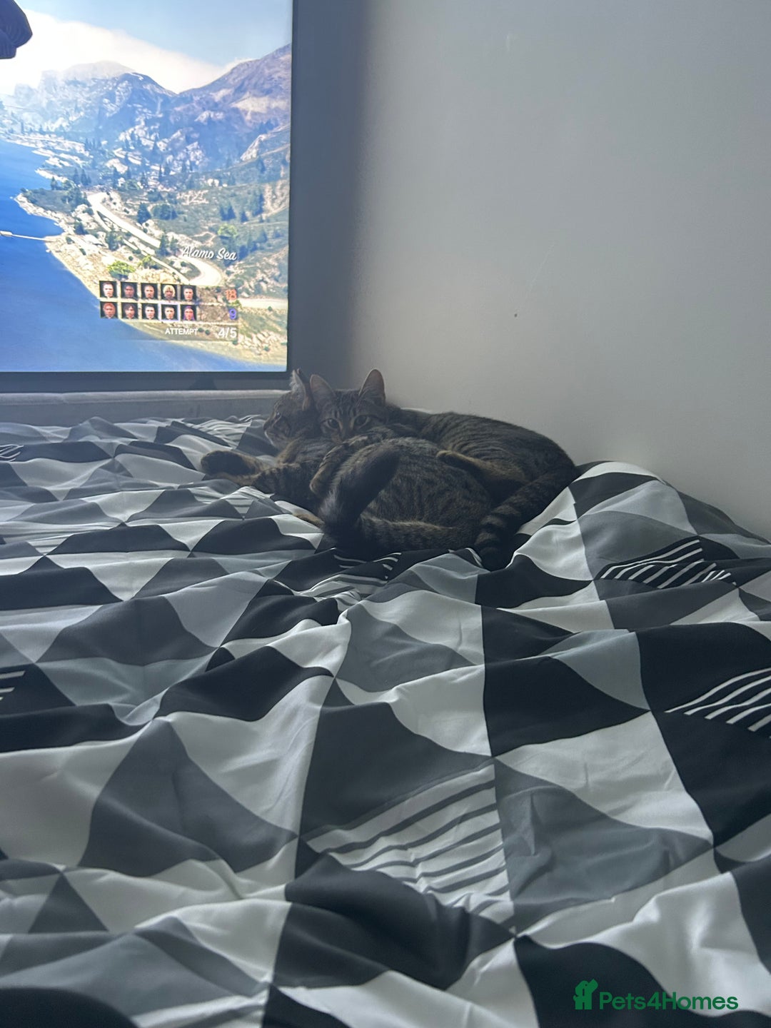 American Shorthair cats for sale: 2 beautiful tabbys  **  - Advert 6